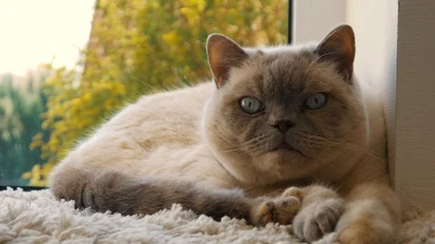 Cute White Cat Looking Up Stock Footage 105621836