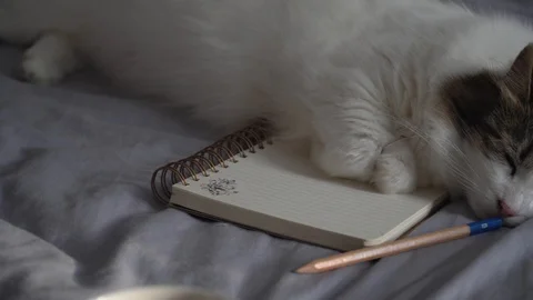 Cute white cat lying on a bed over a notebook and a pencil. Vidéo 112509026