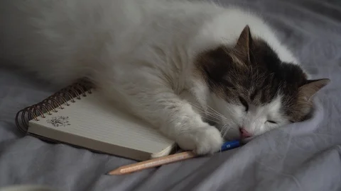 Cute white cat lying on a bed over a notebook and a pencil. 库存影片 112509181