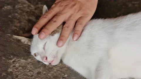 Cute White Cat Lying on Cement Floor, Someone Hand Stroking Gently the Cat .. Stock Footage 330032202