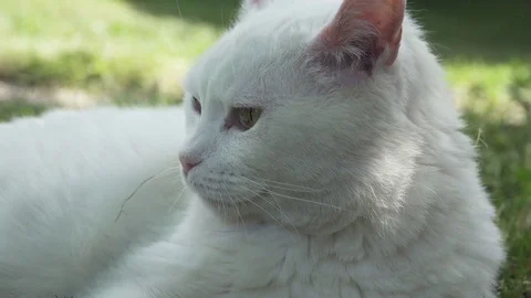Cute White Cat in Meadow Stock Footage 76404671