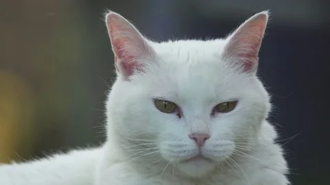 Cute White Cat in Meadow Stock Footage 76479988