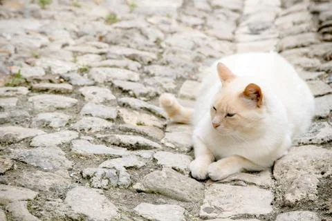 Cute white cat Stock Photos