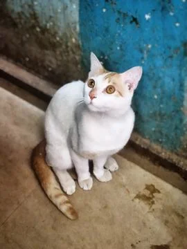 Cute White Cat Foto stock