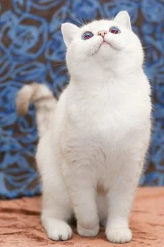 Cute white cat Stock Photos