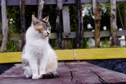 Cute White Cat Stock Photos