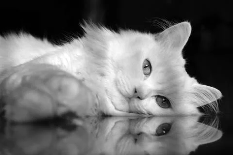 Cute White Cat  Stock Photos