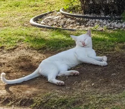 Cute white cat Stock Photos
