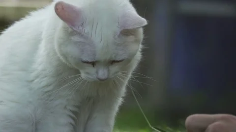 Cute White cat Play with Grass Stem Stock Footage 76400146
