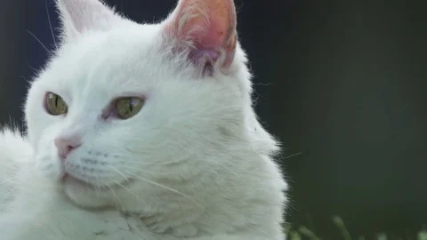 Cute White cat Play with Stem of Grass Video stock 76480628