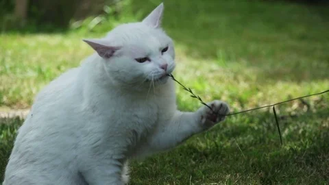 Cute White cat Play with Stem of Grass Slow Motion Stockbeeldmateriaal 76482354