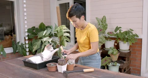 Cute white cat playing with Asian woman pet owner. Video stock 284217543