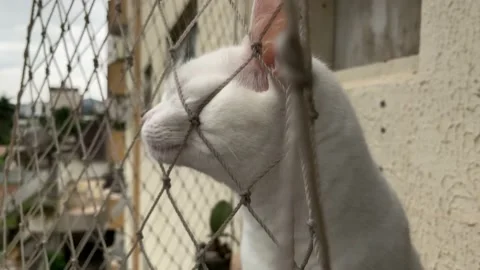 Cute white cat playing with pet safety net on apartament balcony 스톡 동영상 147630079