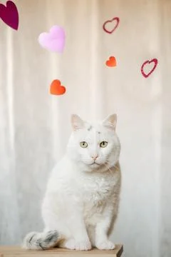 Cute white cat posing in the studio with hearts for valentine's day. Stock Photos