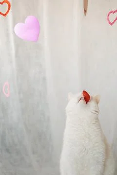 Cute white cat posing in the studio with hearts for valentine's day. Stock Photos