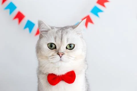 Cute white cat in a red bow tie, sitting on a white background under Stock Photos