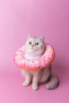 A cute white cat in a round soft protective collar made of fabric, sitting on Stock Photos