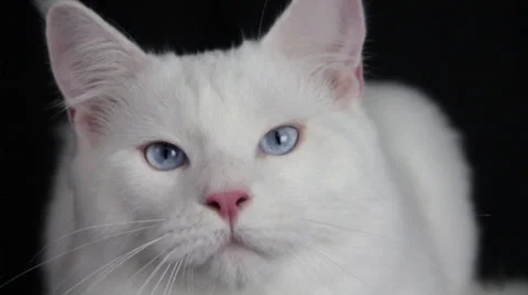 A cute White cat sits on the floor and watching something Stock Footage 35527728