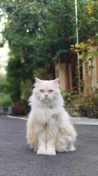 Cute white cat sitting on the street with bokeh background Stock Photos