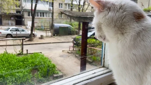Cute white cat sitting on the windowsill and looking outside Stock Footage 127584368