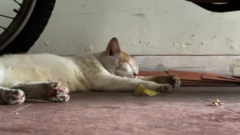 Cute white cat sleeping at home 스톡 동영상 252513974