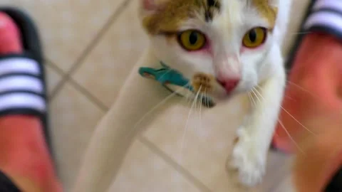 Cute white cat suddenly jumping toward camera in Thailand. Stock Footage 336161007