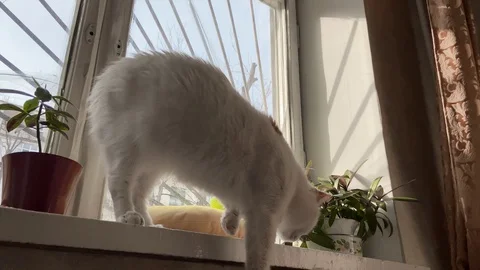 Cute white cat walking on the windowsill and looking on dream catcher Stock Footage 127584327
