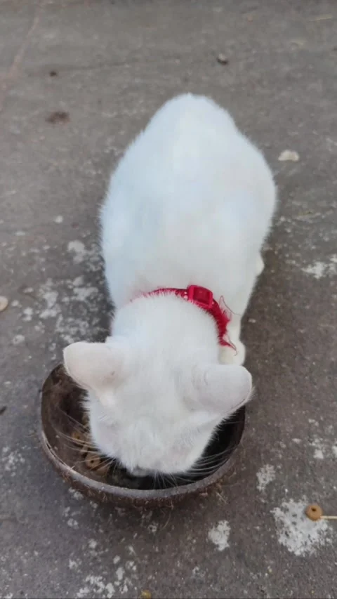 Cute white cat wearing a red collar eating dry kibble food from Stock Footage 339818639