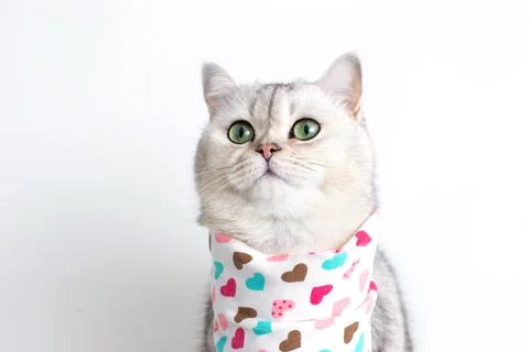 A cute white cat on a white background, with a bib Stock Photos
