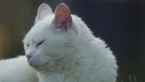 Cute White cat in the Wild Stock Footage 76395489