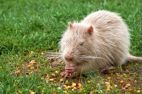 Cute white coypu eats corn grains on green grass outdoors. Stock Photos