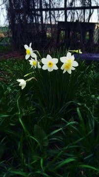 Cute white daffodils Stock Photos