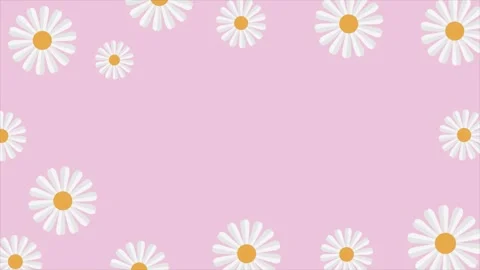 Cute white daisy flowers frame background with copy space on pastel pink. Video stock 332420739