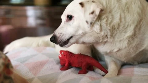 Cute white dog chewing on his toy. Stock Footage 282168448