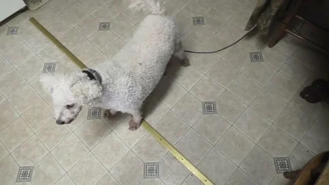 A Cute White Dog Vidéo 138367013