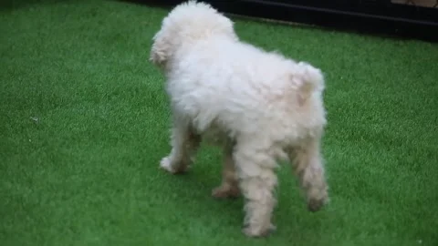 Cute white dog in the park 動画素材 265933792