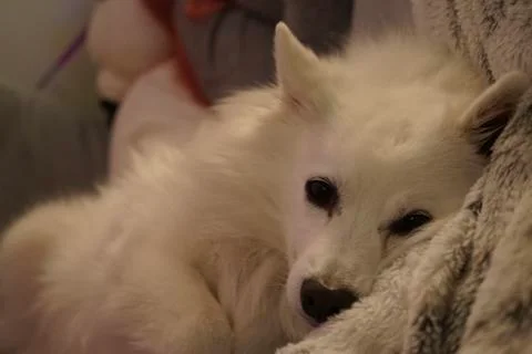 Cute White Dog Foto stock