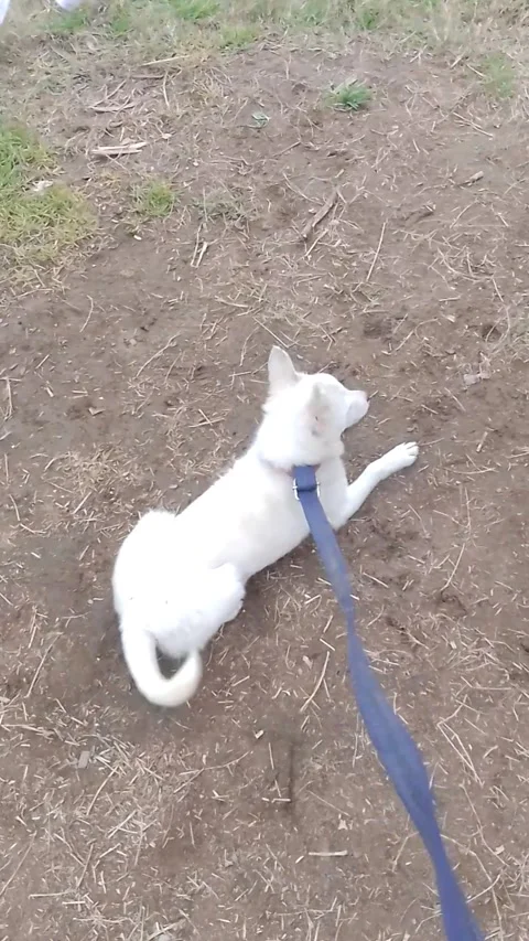 A Cute white dog playing Stock-Footage 264020277