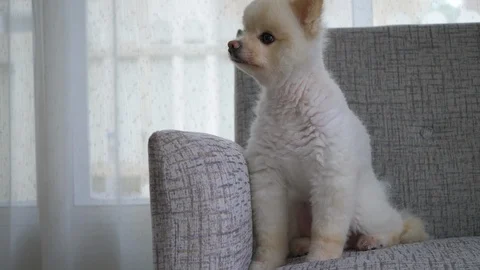 Cute white dog sitting on sofa furniture Stock Footage 95014689