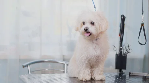 Cute white dog sitting on the table at the groomer. There are scissors on the Stock Footage 129634511