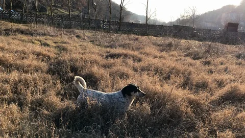 Cute white dog walks through the grass on a sunny day and looking for something Stock Footage 123739289