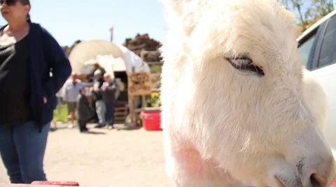 Cute white donkey head Stock Footage 37589340