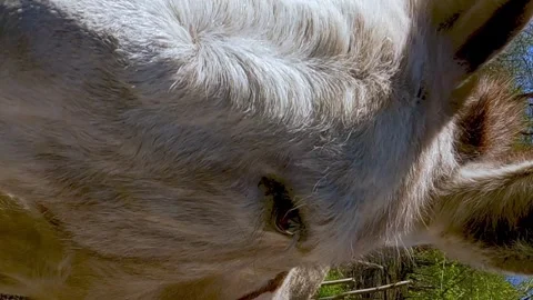 Cute white donkeys looking into camera Stock Footage 276679416