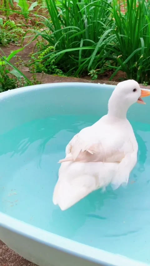 A cute white duck swimming in a small blue plastic pool Vídeos de archivo 334635179