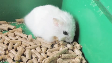 Cute White Dwarf Hamster Curled in a Ball inside its Green Cage with Bedding Stock Footage 340194537