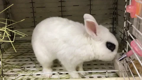 Cute White Dwarf Hotot Rabbit with Eyeliner Markings in Cage Stock Footage 327174898