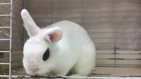 Cute White Dwarf Hotot Rabbit with Eyeliner Markings in Cage Stock Footage 327175215