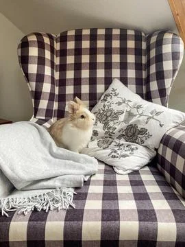 Cute white dwarf rabbit sitting on cozy armchair with blanket Stock Photos
