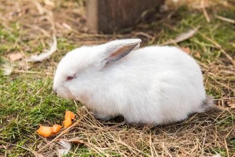 Cute white easter rabbit eating carrot outside 库存照片