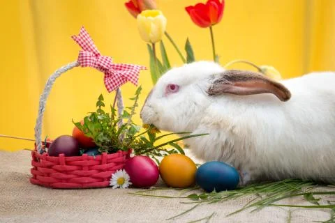 Cute white Easter rabbit Stock Photos